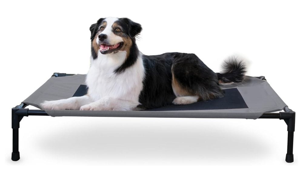 How to Choose the Best Elevated Dog Bed: Reviewing 5 Elevated Beds for your Dog