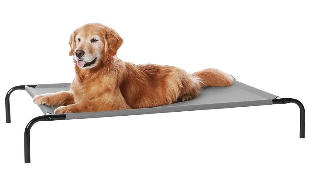 How to Choose the Best Elevated Dog Bed: Reviewing 5 Elevated Beds for your Dog