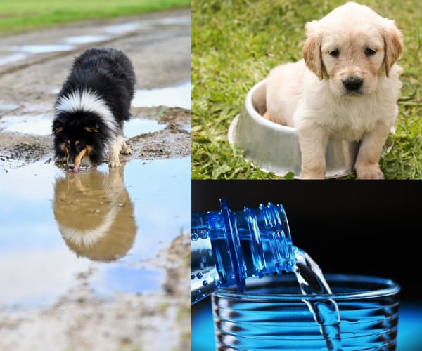 How to Choose the Best Hydrating Dog Water Bottles: Reviewing 5 Dog Water Bottles for your Dog